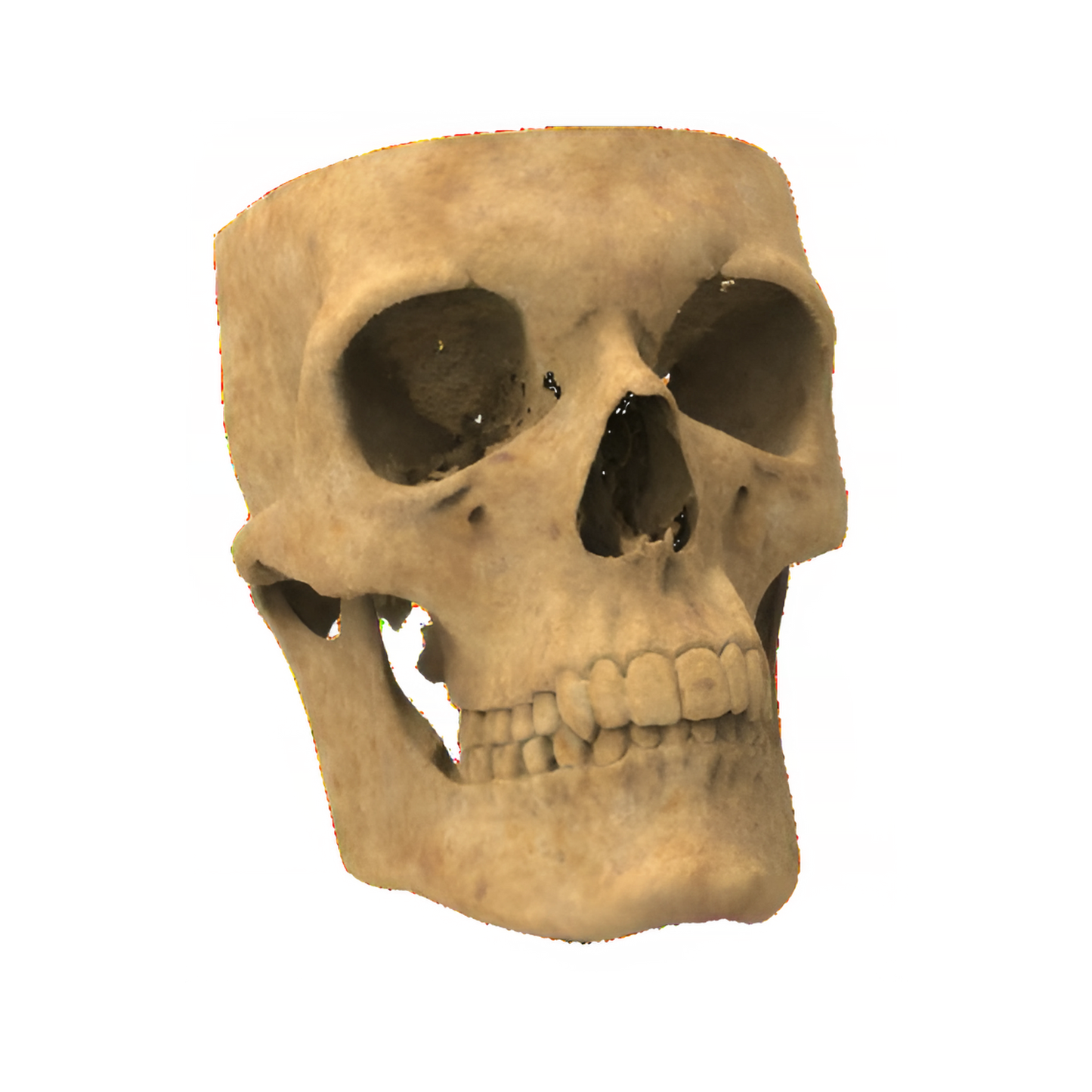 Modelo de Cráneo