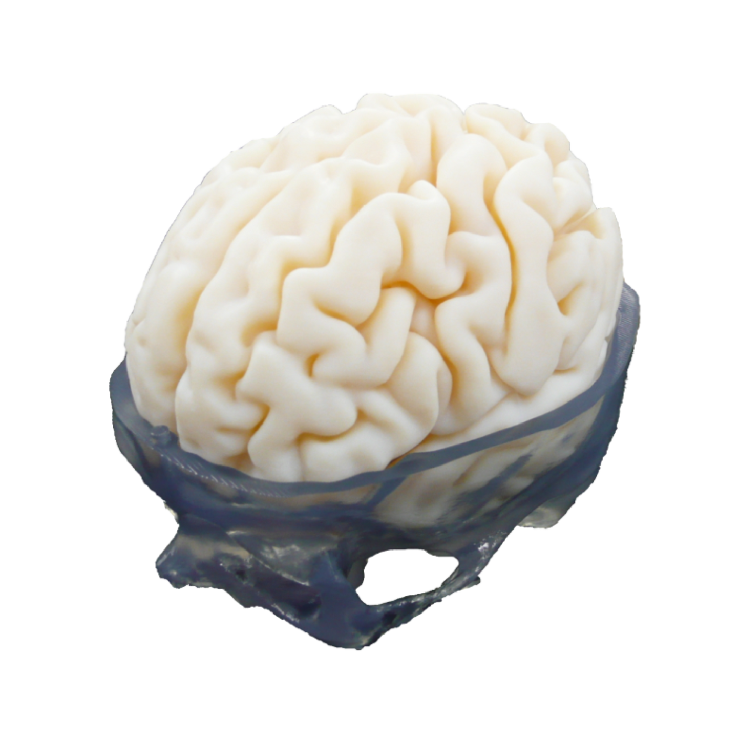 Modelo de Cerebro