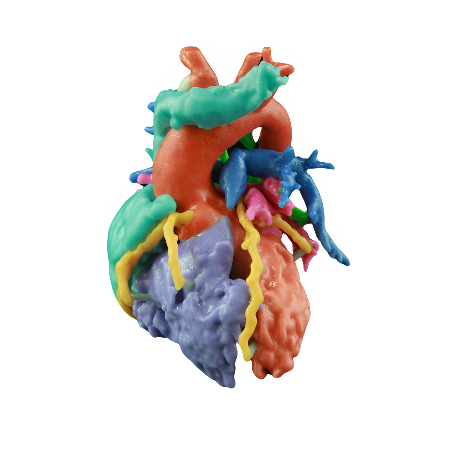 Modelo de Corazón color